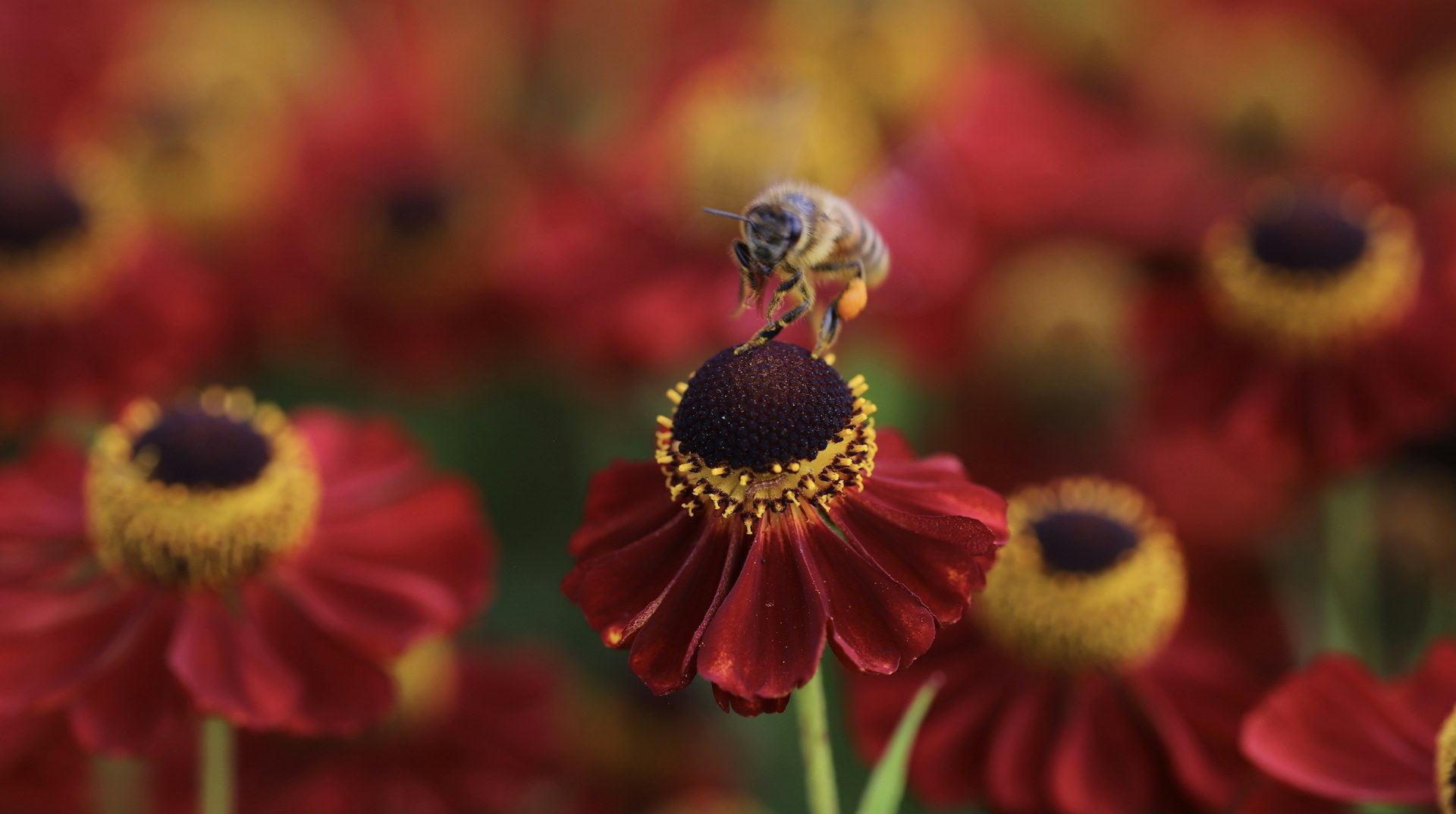 Pollinators